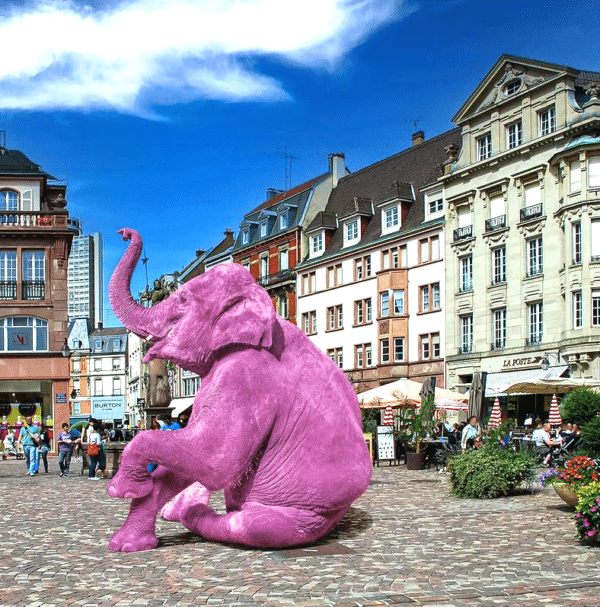 photographie de l'artiste Dumora Eléphant rose